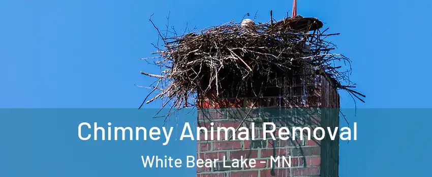  Chimney Animal Removal White Bear Lake - MN