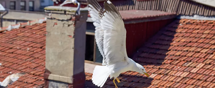 Residential Chimney Animal Removal Solution in White Bear Lake, MN