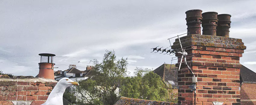 Chimney Cleaning And Restoration in White Bear Lake, Minnesota
